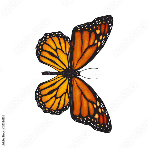 Top view of beautiful monarch butterfly, sketch illustration isolated on white background. color Realistic hand drawing of monarch butterfly on white background