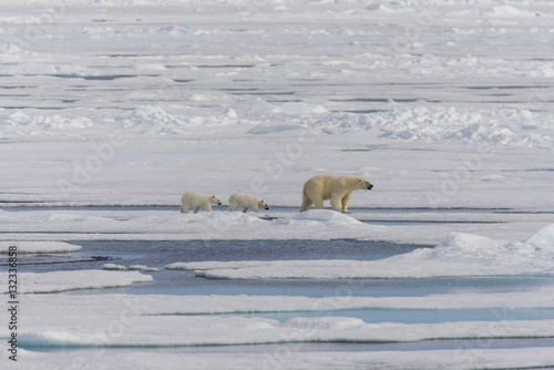 Polar bear mother (Ursus maritimus) and twin cubs on the pack ic photo