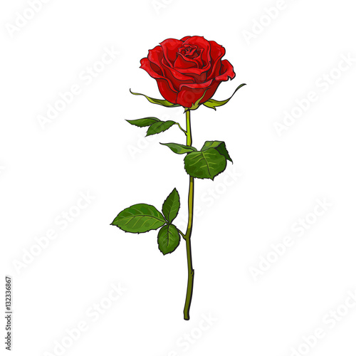 Deep red, ruby rose flower with green leaves, sketch style vector illustration isolated on white background. Realistic hand drawing of open red rose, symbol of love, decoration element