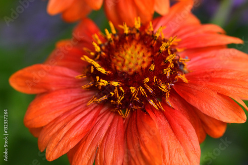Kokardenblume Makro