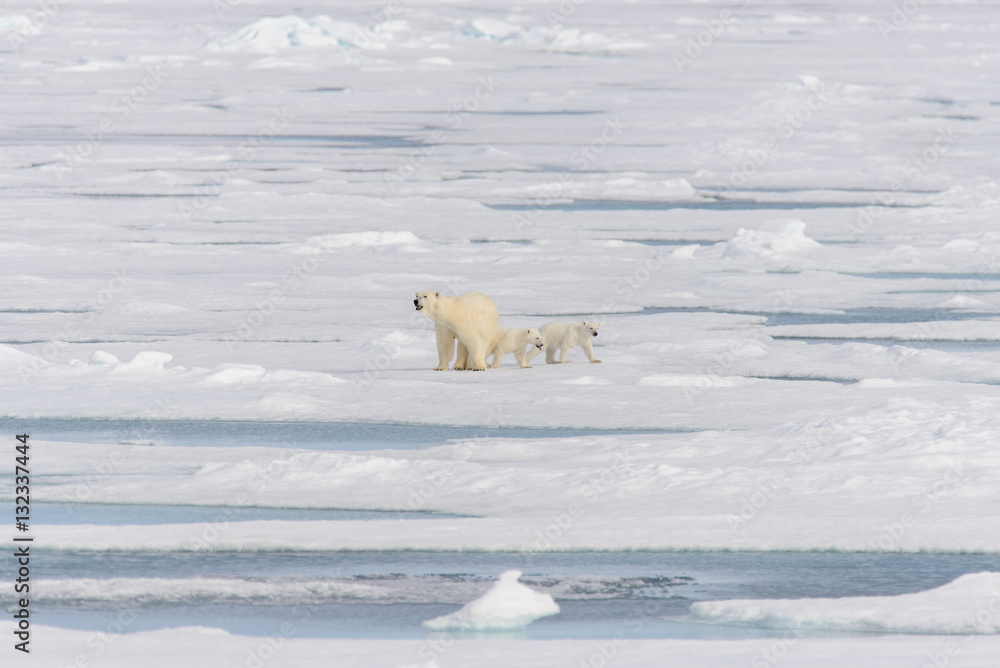 Polar bear mother (Ursus maritimus) and twin cubs on the pack ic Polar bear mother (Ursus maritimus) and twin cubs on the pack ic