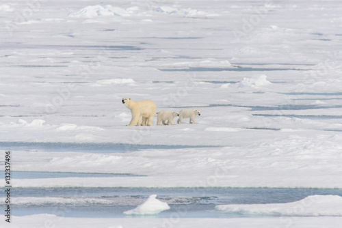 Polar bear mother  Ursus maritimus  and twin cubs on the pack ic