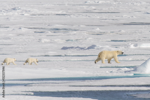 Polar bear mother (Ursus maritimus) and twin cubs on the pack ic