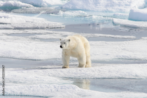 Polar bear (Ursus maritimus) on the pack ice north of Spitsberg