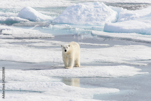 Polar bear (Ursus maritimus) on the pack  ice north of Spitsberg © Alexey Seafarer