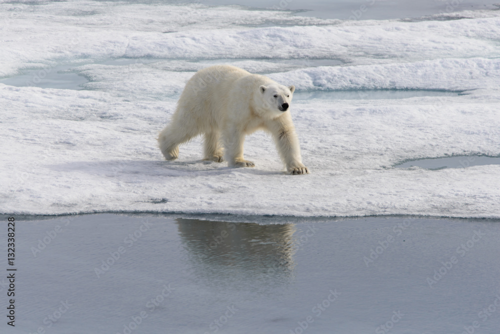 Polar bear (Ursus maritimus) on the pack ice north of Spitsberg Polar bear (Ursus maritimus) on the pack ice north of Spitsberg