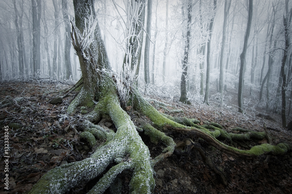 Tree Roots In The Winter