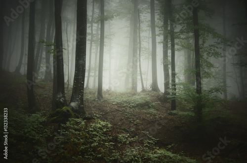 forest background. green mysterious forest in dense fog in natural landscape