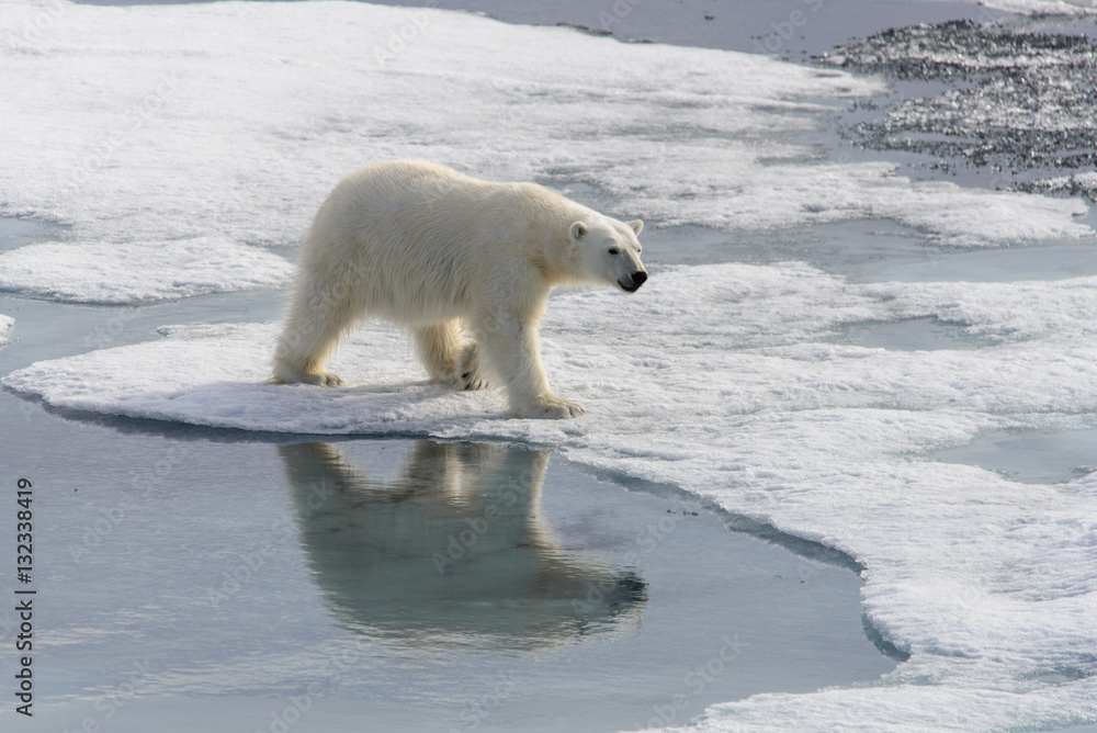 Polar bear (Ursus maritimus) on the pack ice north of Spitsberg Polar bear (Ursus maritimus) on the pack ice north of Spitsberg