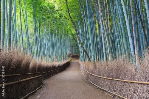Obraz Arashiyama Bambusowy gaj bambusowego lasu w Kioto, Japonia