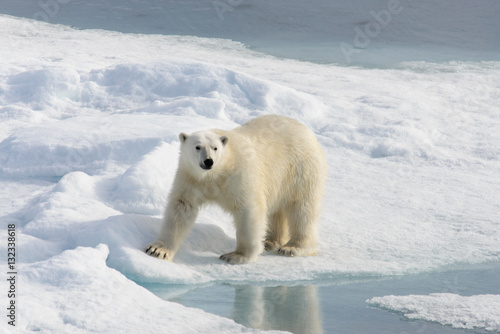 Polar bear (Ursus maritimus) on the pack  ice north of Spitsberg © Alexey Seafarer
