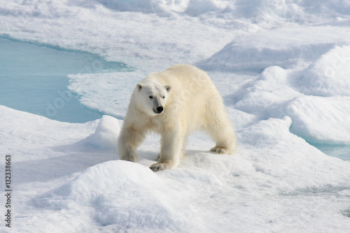 Polar bear (Ursus maritimus) on the pack ice north of Spitsberg