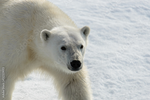 Polar bear (Ursus maritimus) on the pack ice north of Spitsberg