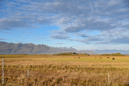 Beautiful landscape in summer of Iceland