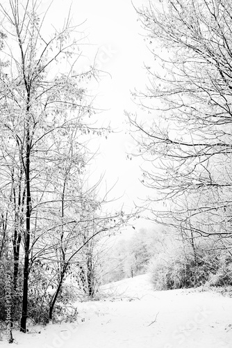 Wallpaper Mural amazing snowy landscape with Snow-covered trees. Winter wonderland background black and white photography Torontodigital.ca