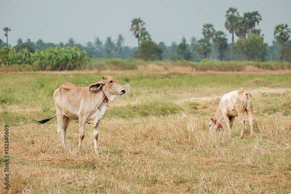 Cow in a field.