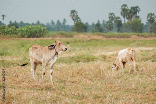 Cow in a field. © Winyou