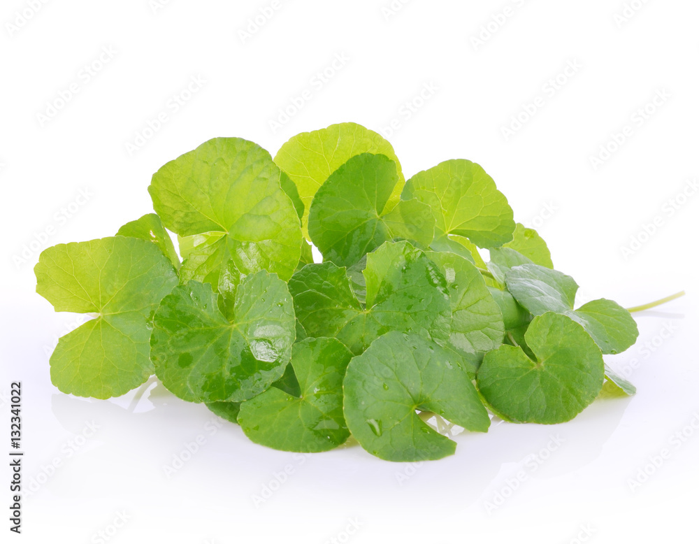 Centella asiatica, Asiatic Pennywort,(Centella asiatica (Linn.) Centella asiatica, Asiatic Pennywort,(Centella asiatica (Linn.)