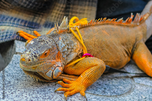 common Iguanas is a genus of omnivorous lizards native to tropic