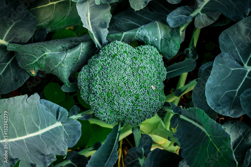 Close up green cabbage organic vegetables  farms