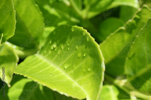 leaf with water drops