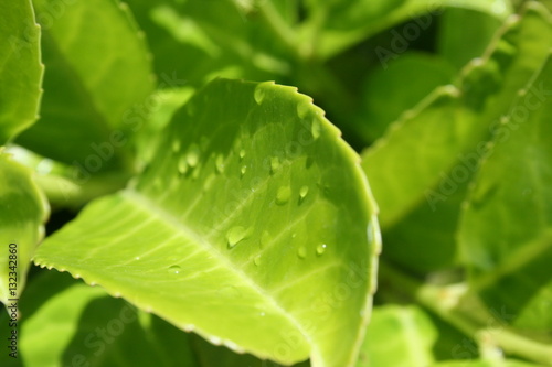leaf with water drops