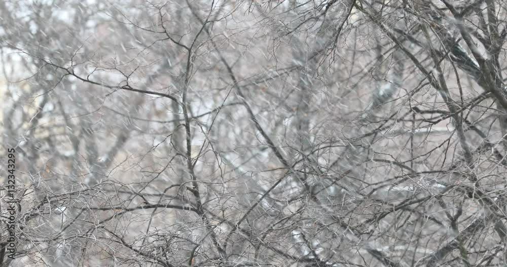 falling snow on branches background falling snow on branches background