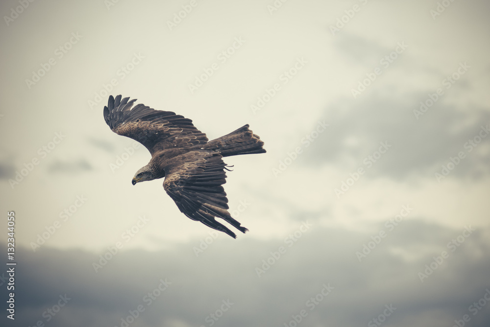 Obraz premium Flying hawk as silhouette against cloudy sky