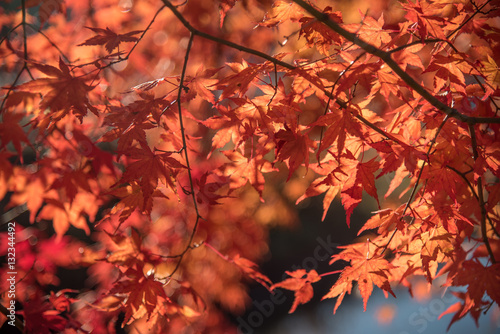 Japanese red maple leaves in autumn