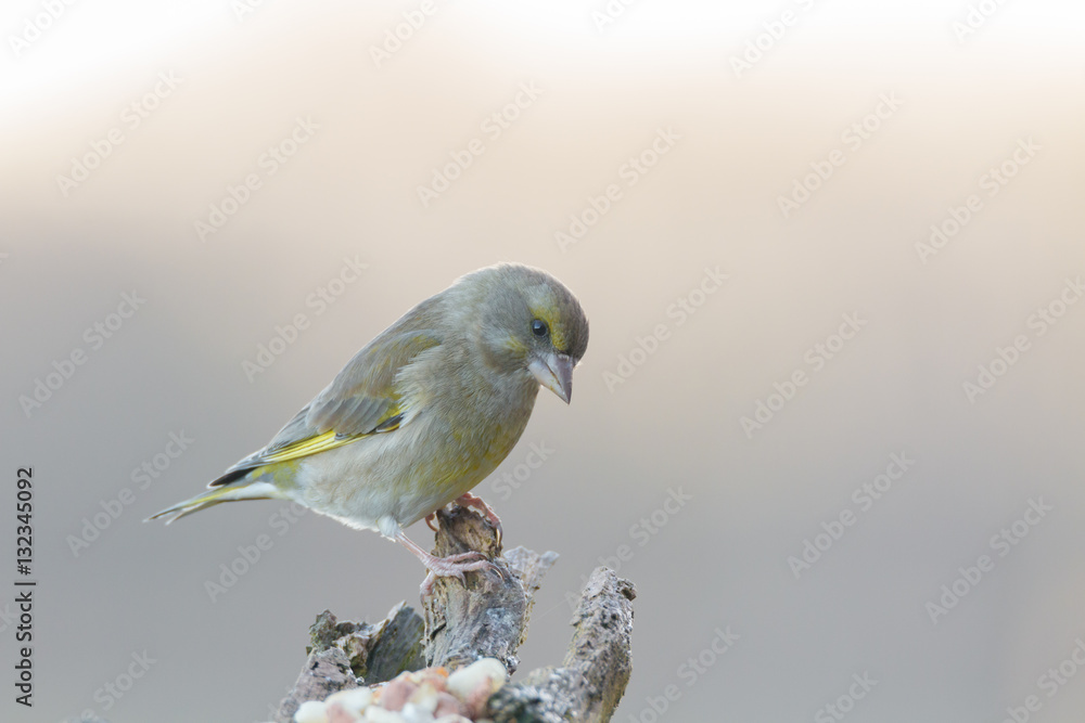 Obraz premium Greenfinch