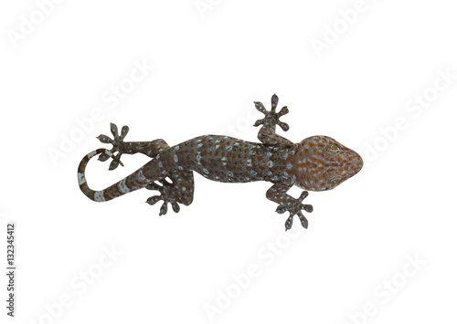 Cute Leopard gecko lizard with tongue out licking lips. Isolated