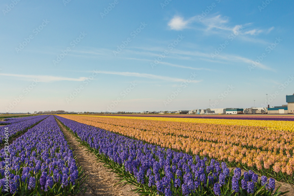 Blooming hyacinth field in Netherlands., Blue, cream and yellow flowers. Blooming hyacinth field in Netherlands., Blue, cream and yellow flowers.