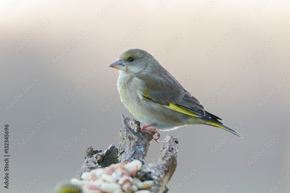 Obraz premium Greenfinch