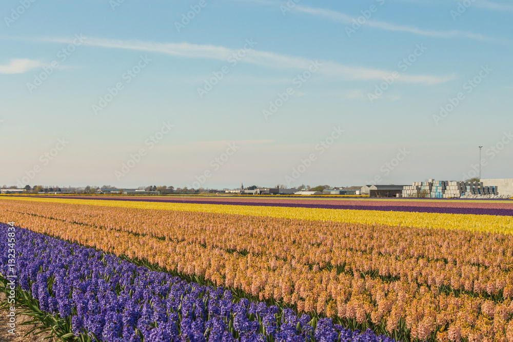 Blooming hyacinth field in Netherlands., Blue, cream, pink and yellow flowers.
