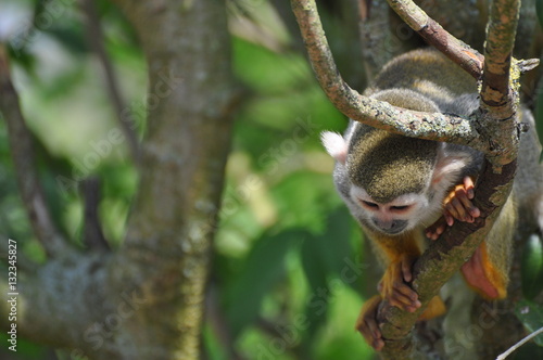 Capuchin Monkey in tree