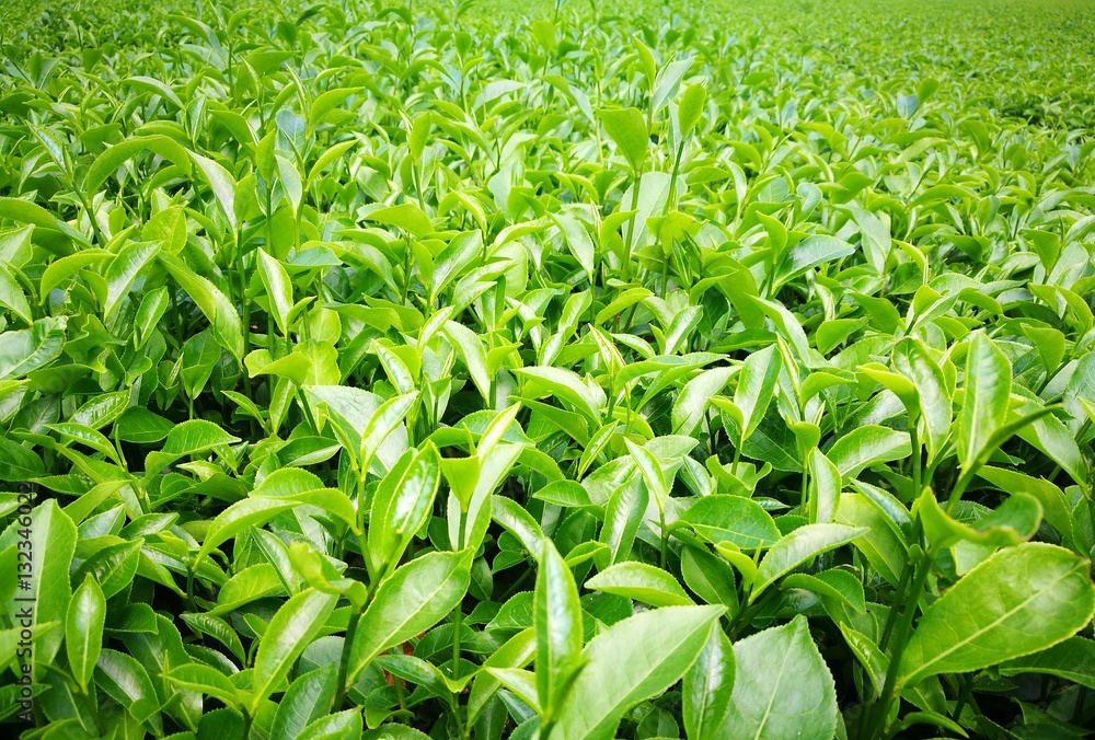 Close up fresh tea leaves in morning sunlight Close up fresh tea leaves in morning sunlight