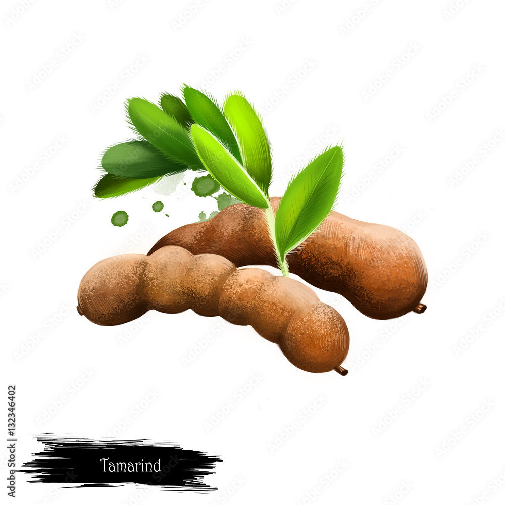 Tamarind fruit isolated on white. Digital art watercolor illustration