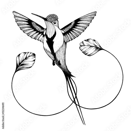 Marvelous spatuletail hummingbird (ID: 132346411)