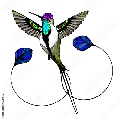 Marvelous spatuletail hummingbird, illustration  (ID: 132346412)