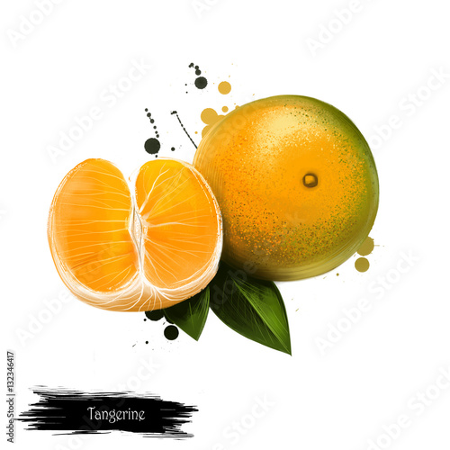 Tangerine fruit isolated on white. Digital art watercolor illustration. Citrus tangerina orange-colored citrus fruit closely related to mandarin orange Citrus reticulata. Hallf fruit and leaves photo