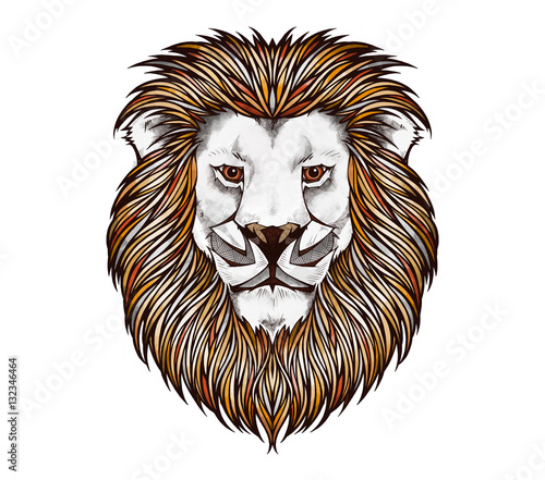 Lion head, illustration  (ID: 132346464)