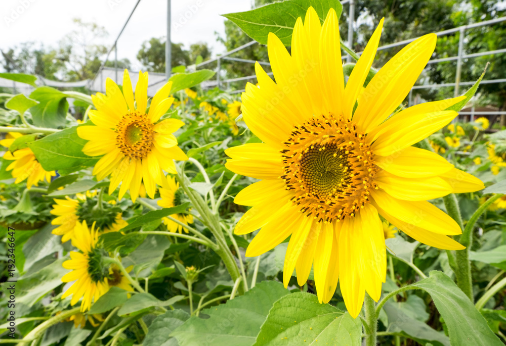 Sunflowers in farm at Suan phueng, Ratchaburi, Thailand. Sunflowers in farm at Suan phueng, Ratchaburi, Thailand.