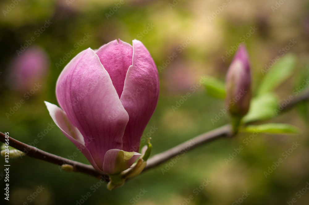 Close-up view of purple blooming magnolia. Beautiful spring bloom for magnolia tulip trees pink flowers. Close-up view of purple blooming magnolia. Beautiful spring bloom for magnolia tulip trees pink flowers.
