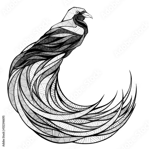 Bird of paradise, illustration, black and white  (ID: 132346695)