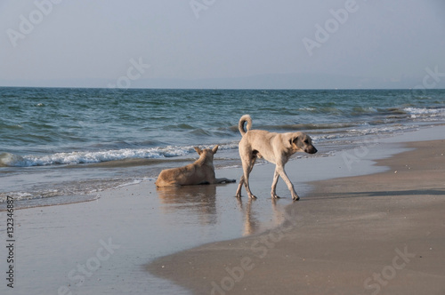 Carefree dog on the beach Colva India. GOA