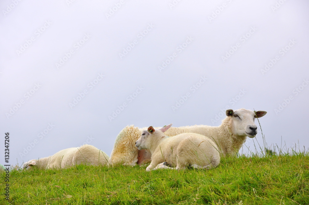 Sheep in field in Friesland, Netherlands Sheep in field in Friesland, Netherlands