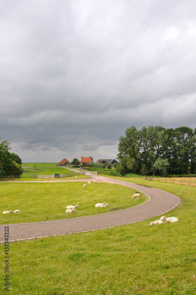 Landscape in Friesland with farm and sheep in fields