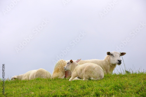 Sheep in field in Friesland, Netherlands 