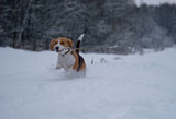 Собака породы бигль трехцветного окраса на прогулке в зимнем лесу бегает с палкой в зубах