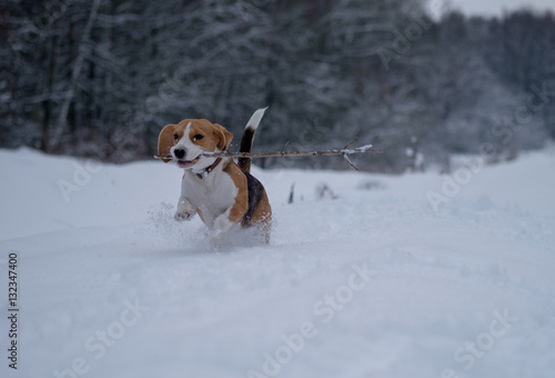 Fototapeta Naklejka Na Ścianę i Meble -  Собака породы бигль трехцветного окраса на прогулке в зимнем лесу бегает с палкой в зубах